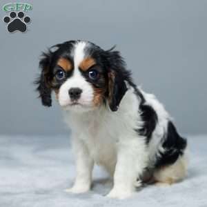 Missy, Cavalier King Charles Spaniel Puppy